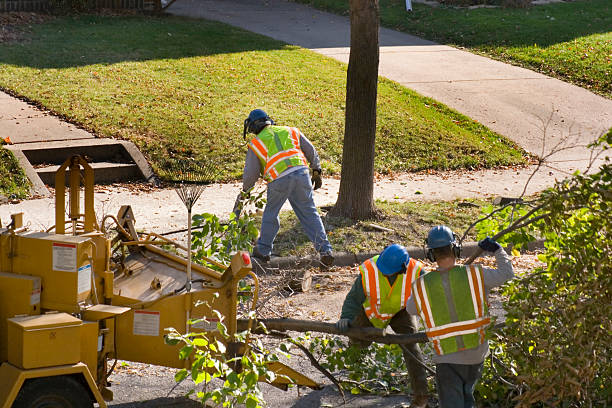 Reliable Needles, CA Tree Removal and Landscaping Services Solutions